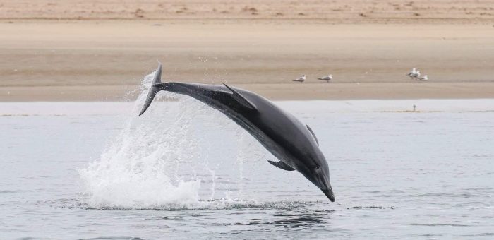 Kayaking with Dolphins Around Charleston: How to Do It Right